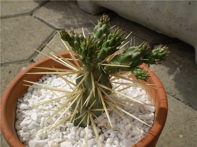 kaktus
